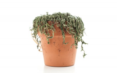 dead-plant-400x251